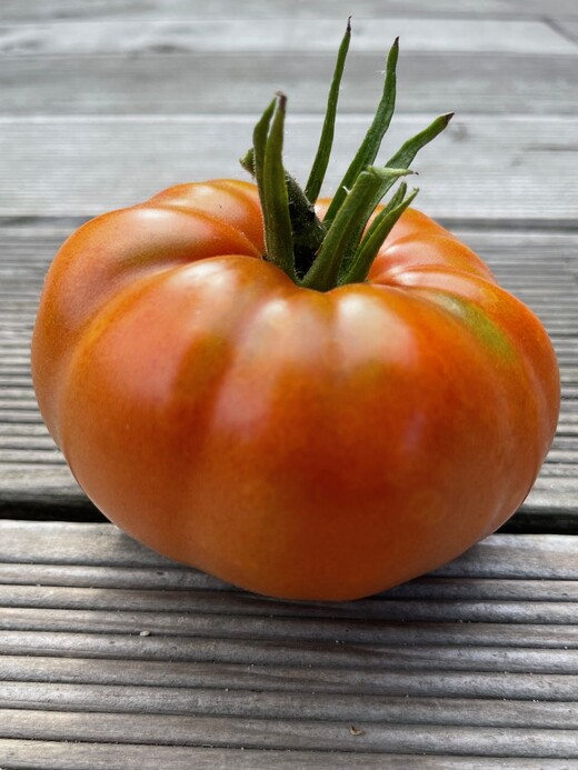 Tomaten-Set "Alte Tomatensorten" - 4 BIO-Sorten [samenfest]