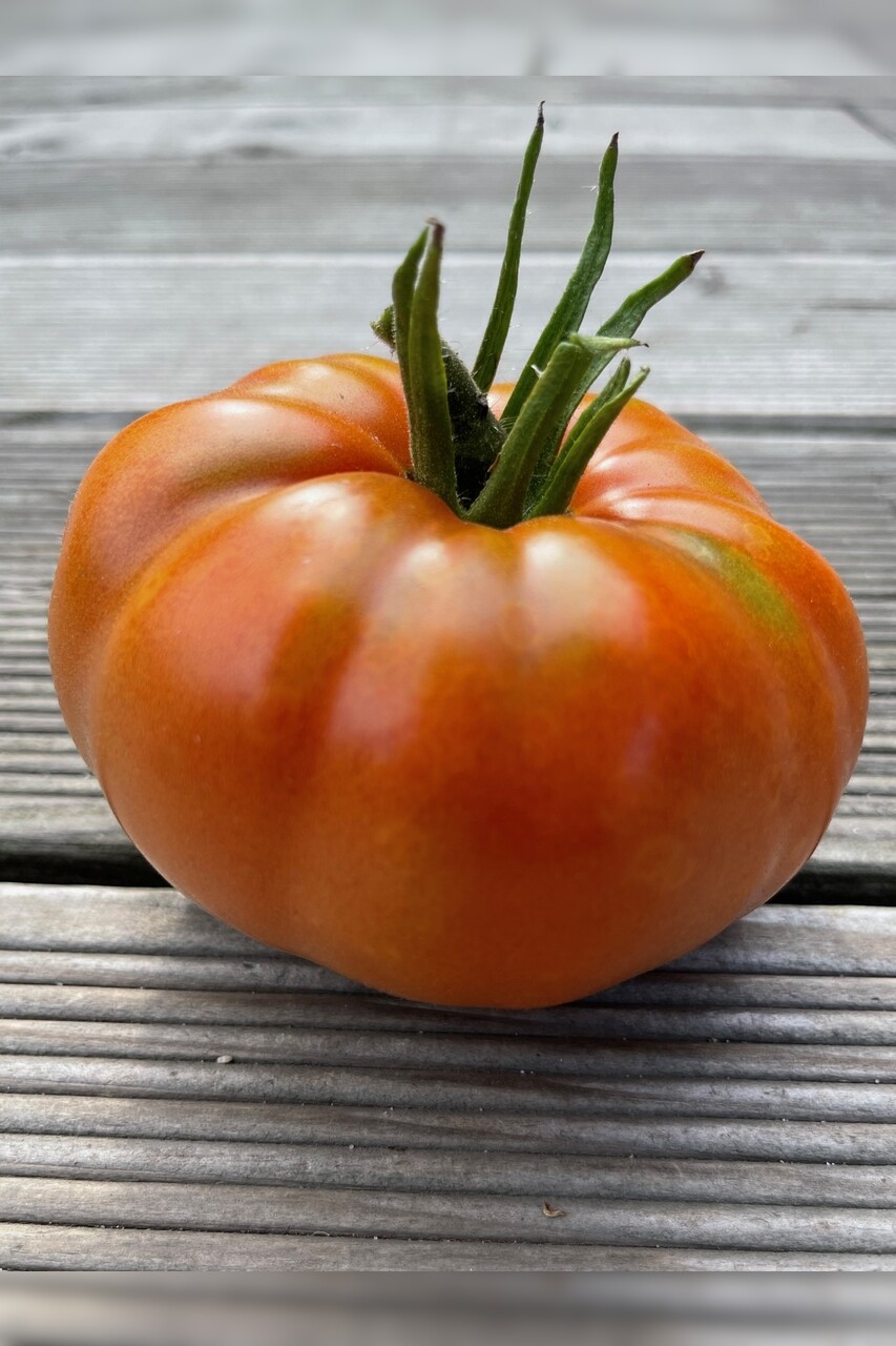 Tomaten-Set "Alte Tomatensorten" - 4 BIO-Sorten [samenfest]