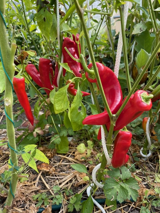 Paprika "Marconi Red" - BIO-Paprikasamen [samenfest]