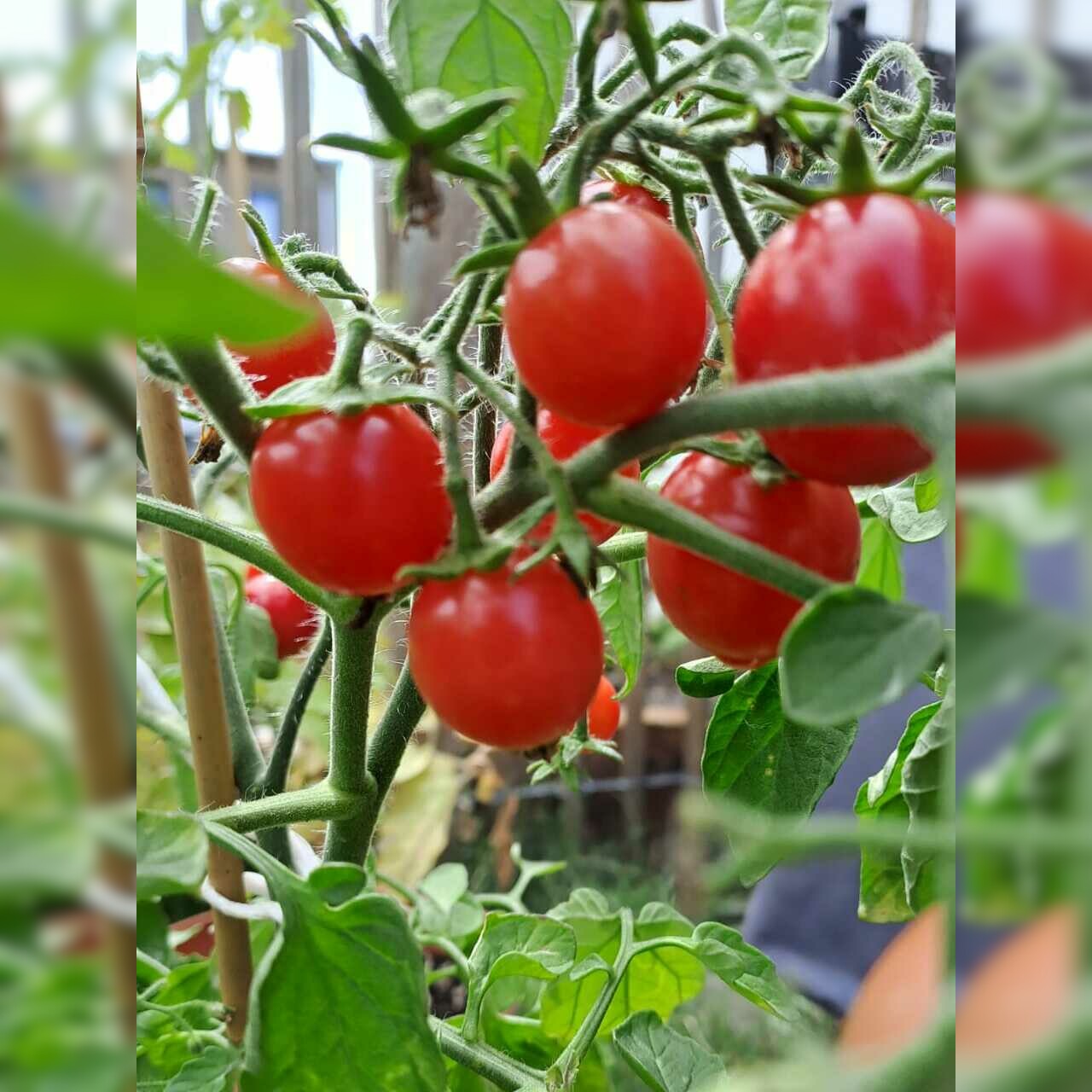Tomate "Ampeltomate" -BIO-Balkontomate [samenfest]