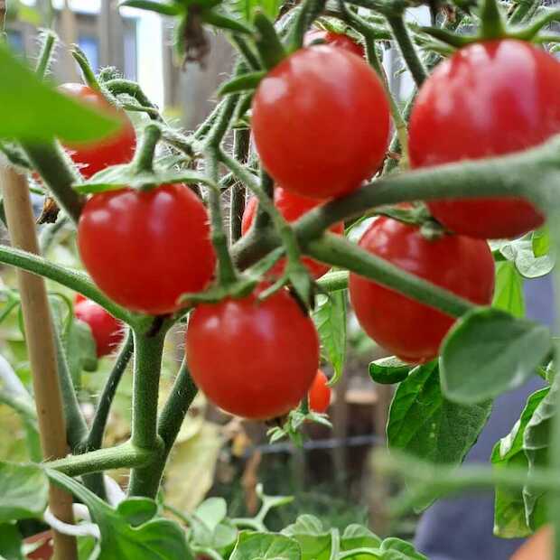 Tomate "Ampeltomate" -BIO-Balkontomate [samenfest]