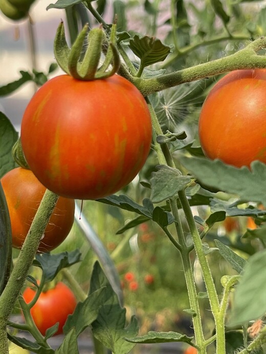 Tomate "Tigerella" - BIO-Tomatensorte [samenfest]