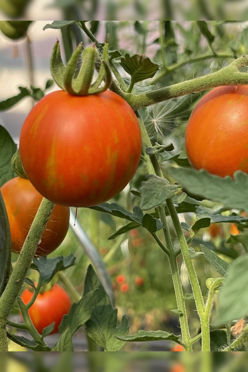 Tomate "Tigerella" - BIO-Tomatensorte [samenfest]