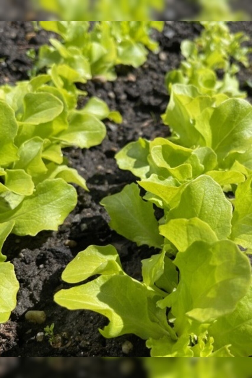 Schnitt- & Pflücksalat "Buttersalat" - BIO-Sorte [samenfest]