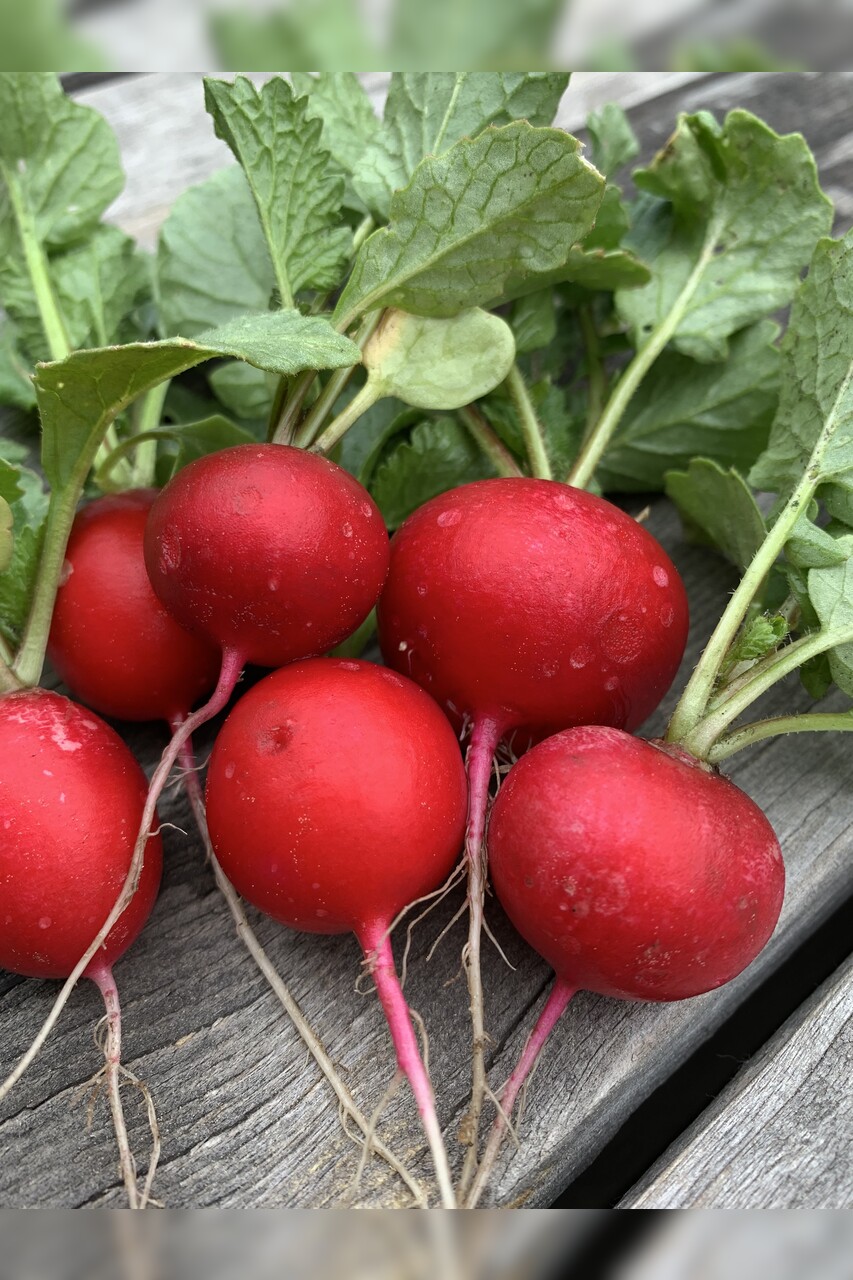 Gemüsesamen-Set "Urban Gardening" - 6 BIO-Gemüsesorten [samenfest]