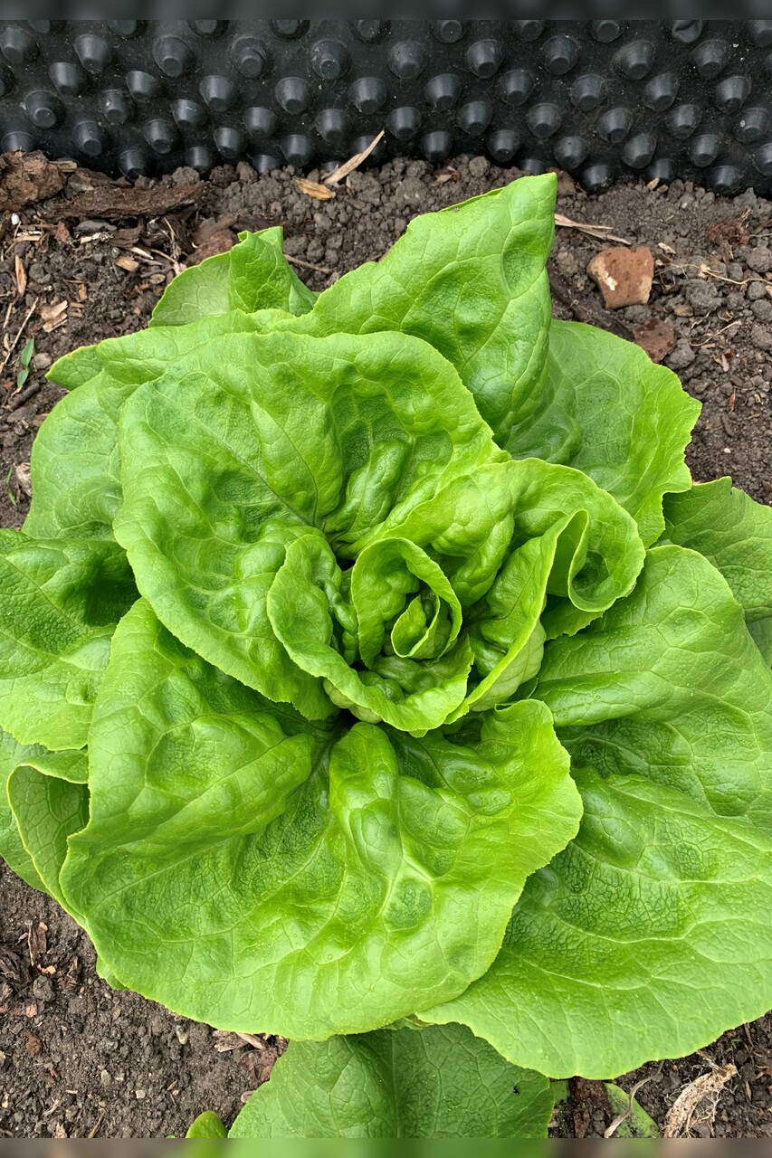 Blattsalat "Neckarriesen" - Blattsalat Samen (samenfest & BIO)