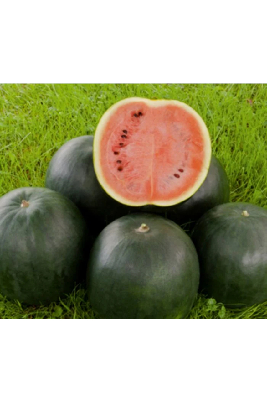 Wassermelone „Sugar Baby“ - BIO Melonensamen