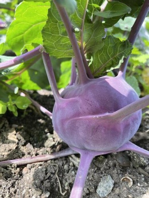 Kohlrabi lila "Azur Star" - BIO-Samen (samenfest & BIO)