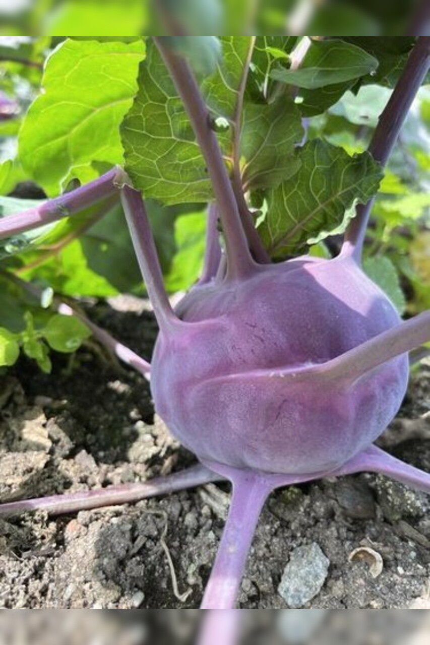 Lila Kohlrabi "Azur Star" - BIO-Samen (samenfest & BIO)