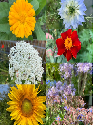 Blumensamen-Set "Gründüngung fürs Gemüsebeet" - 7 BIO-Sorten [samenfest]