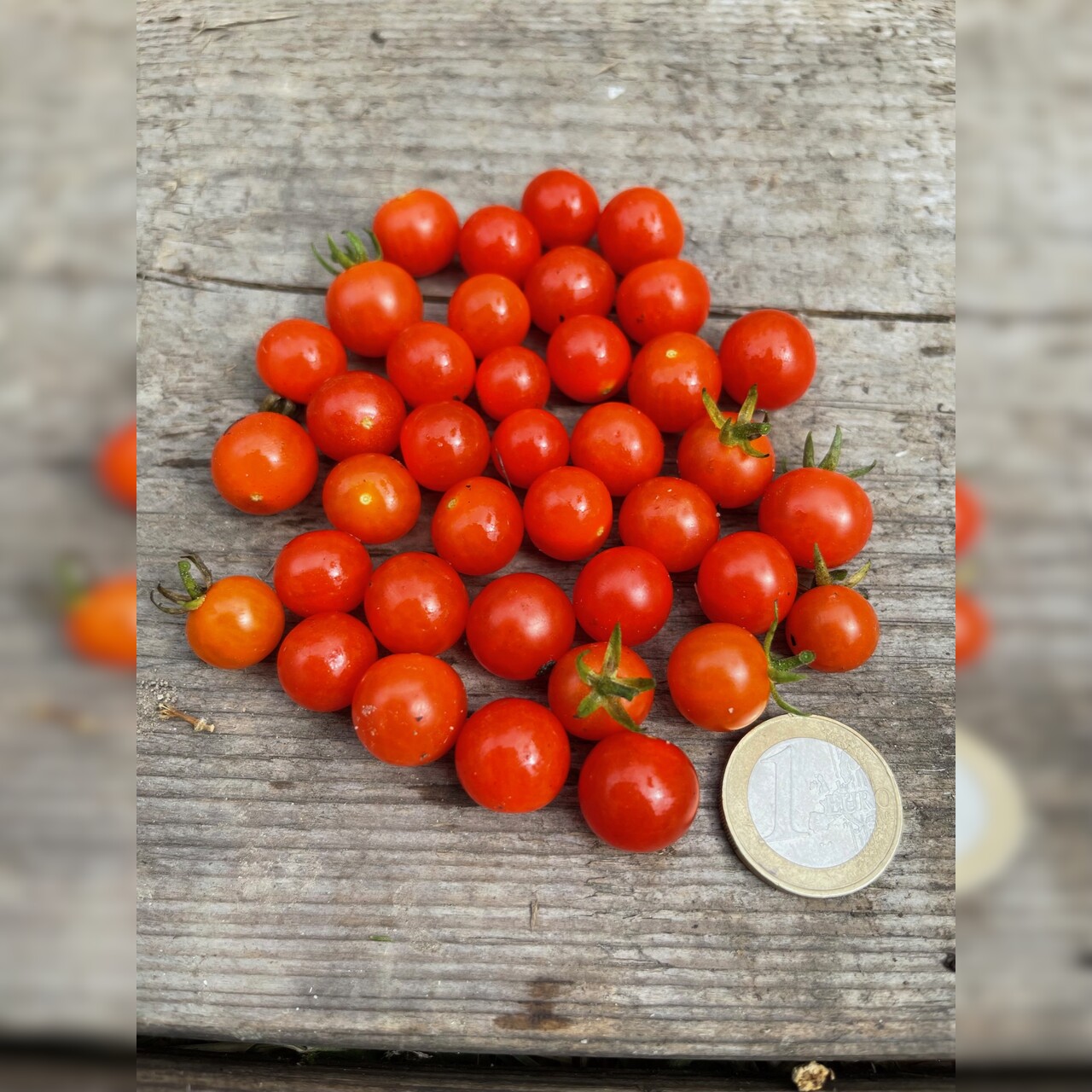 Tomate "Johannisbeertomate" - BIO-Tomatensorte (samenfest)