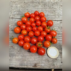 Tomate "Johannisbeertomate" - BIO-Tomatensorte (samenfest)