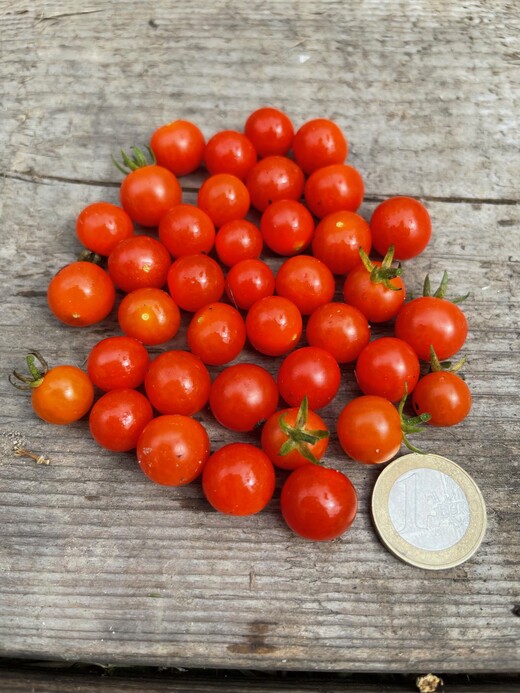 Tomate "Johannisbeertomate" - BIO-Tomatensorte (samenfest)