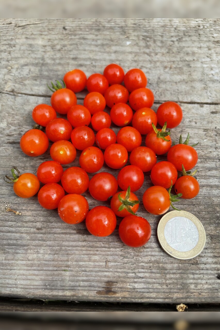 Tomaten Set "resistente Tomaten" - 4 robuste BIO-Sorten [samenfest]