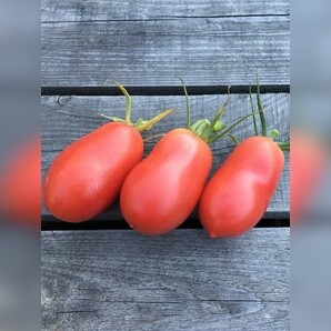 Tomate "Kaukasische Liane" - BIO-Tomatensorte [samenfest]