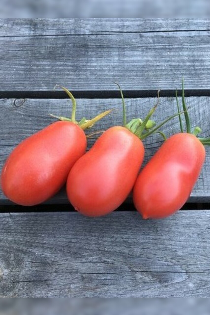 Tomate "Kaukasische Liane" - BIO-Tomatensorte [samenfest]