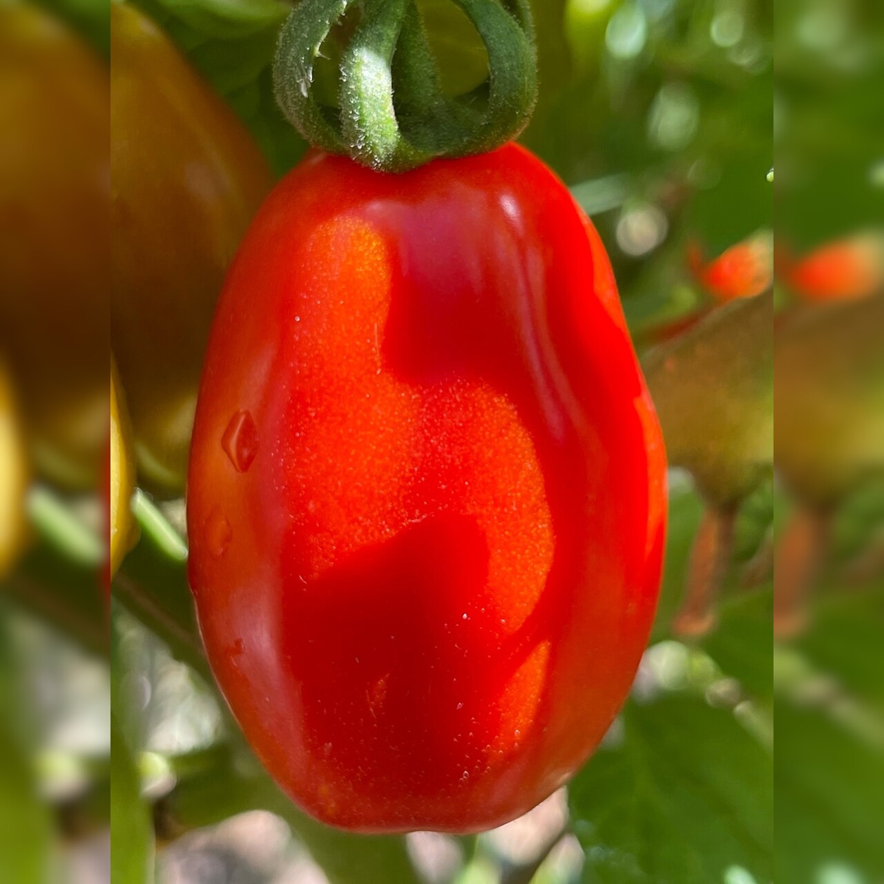 Tomate "San Marzano" - BIO-Flaschentomate [samenfest]