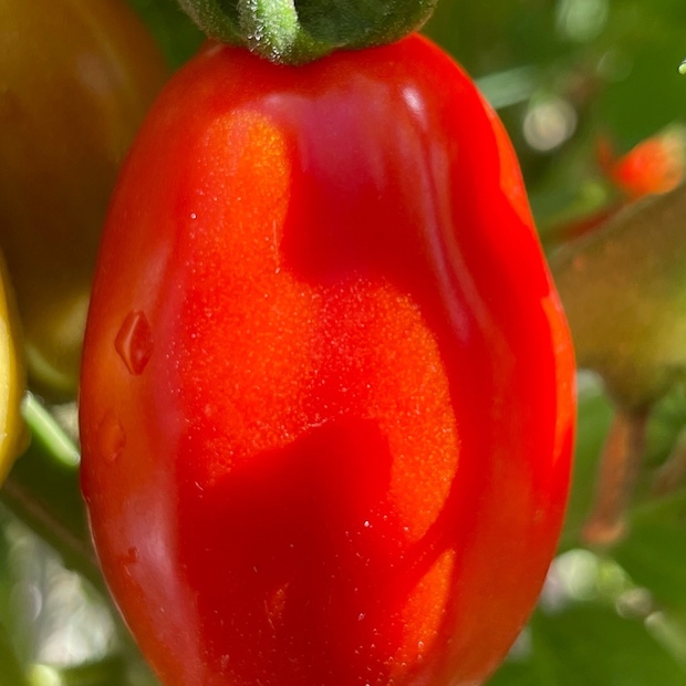 Tomate "San Marzano" - BIO-Flaschentomate [samenfest]