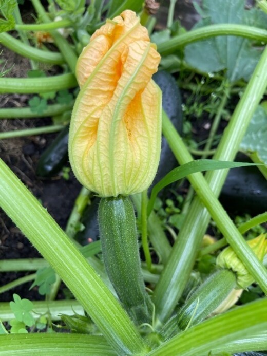 Zucchini „Black Beauty“ - BIO-Zucchinisorte [samenfest]