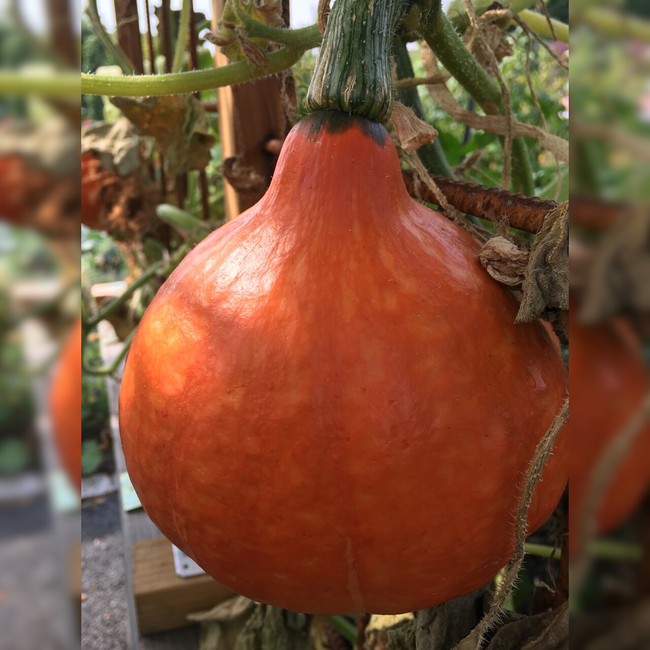 Gemüsesamen-Set "Gartenkürbis" - 4 BIO-Sorten [samenfest]