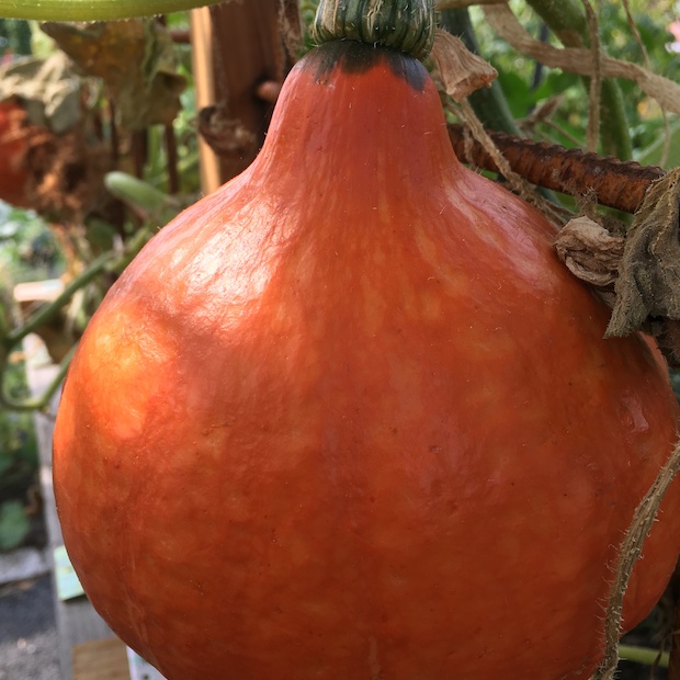 Gemüsesamen-Set "Gartenkürbis" - 4 BIO-Sorten [samenfest]