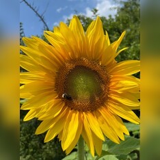 "Sonnenblume" - BIO-Blumensamen [samenfest]
