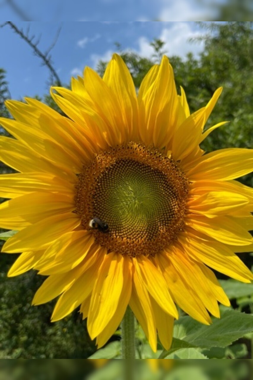 "Sonnenblume" - BIO-Blumensamen [samenfest]