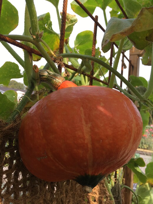Kürbis Hokkaido "Red Kuri" - BIO-Kürbissorte [samenfest]