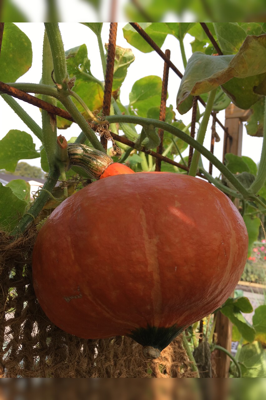 Kürbis Hokkaido "Red Kuri" - BIO-Kürbissorte [samenfest]
