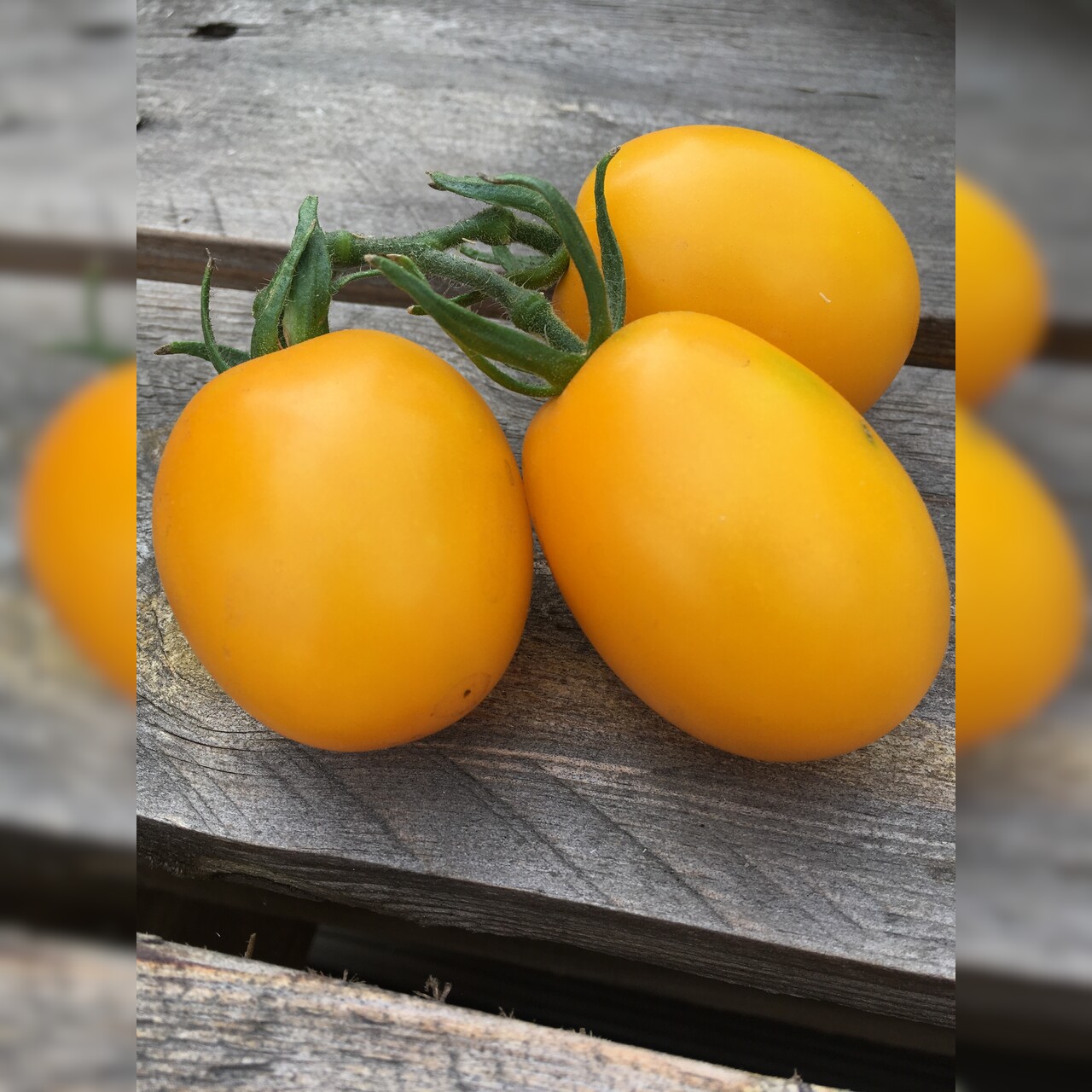 Tomate "König Humbert" - BIO-Tomatensorte [samenfest]