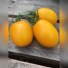 Tomate "König Humbert" - BIO-Tomatensorte [samenfest]