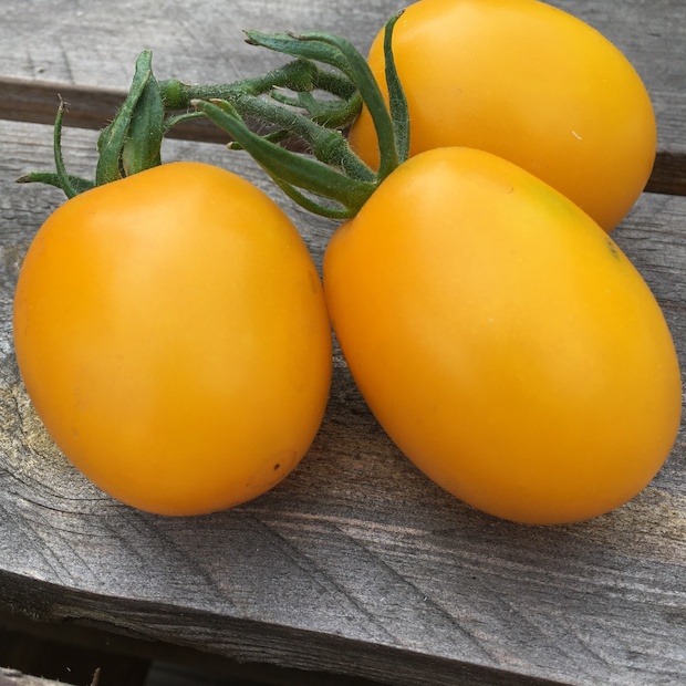 Tomate "König Humbert" - BIO-Tomatensorte [samenfest]