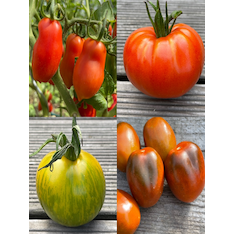 Tomaten-Set "Alte Tomatensorten" - 4 BIO-Sorten [samenfest]