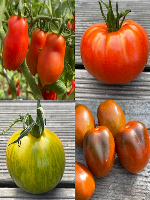 Tomaten-Set "Alte Tomatensorten" - 4 BIO-Sorten [samenfest]