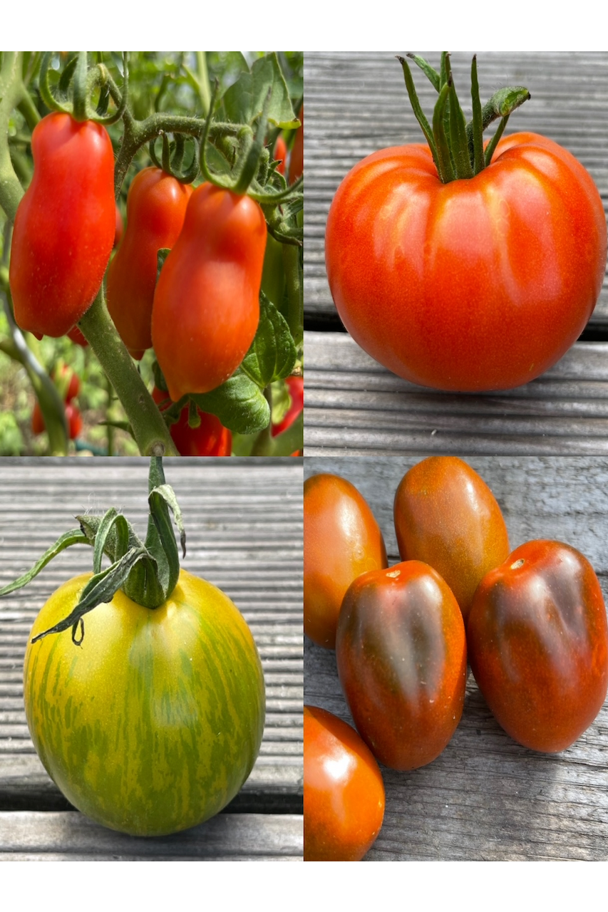 Tomaten-Set "Alte Tomatensorten" - 4 BIO-Sorten [samenfest]