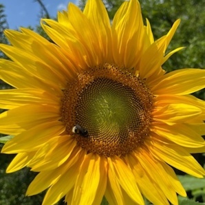 "Sonnenblume" - BIO-Blumensamen [samenfest]