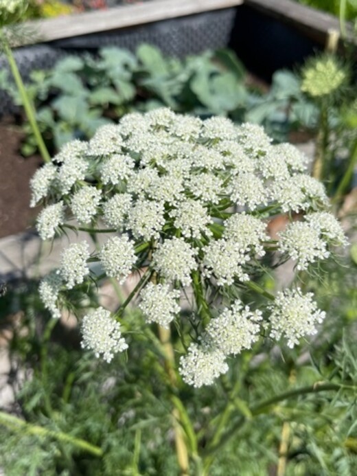 Blumensamen-Mischung „Blühstreifen“ - 9 BIO-Blumensorten [samenfest]