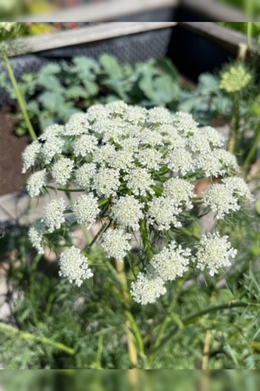 Blumensamen-Mischung „Blühstreifen“ - 9 BIO-Blumensorten [samenfest]