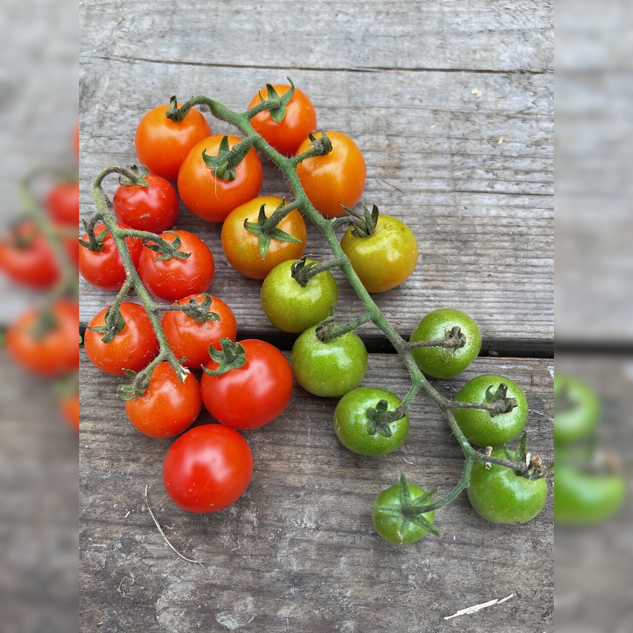 Anzucht-Set "Cherrytomaten" [samenfest]