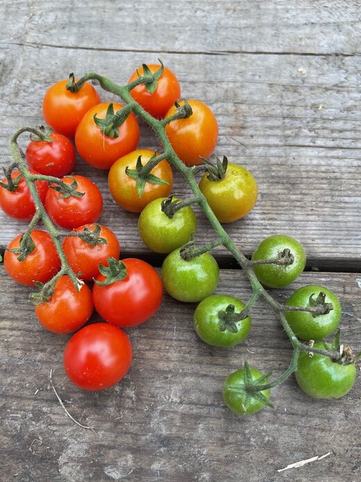 Anzucht-Set "Cherrytomaten" [samenfest]