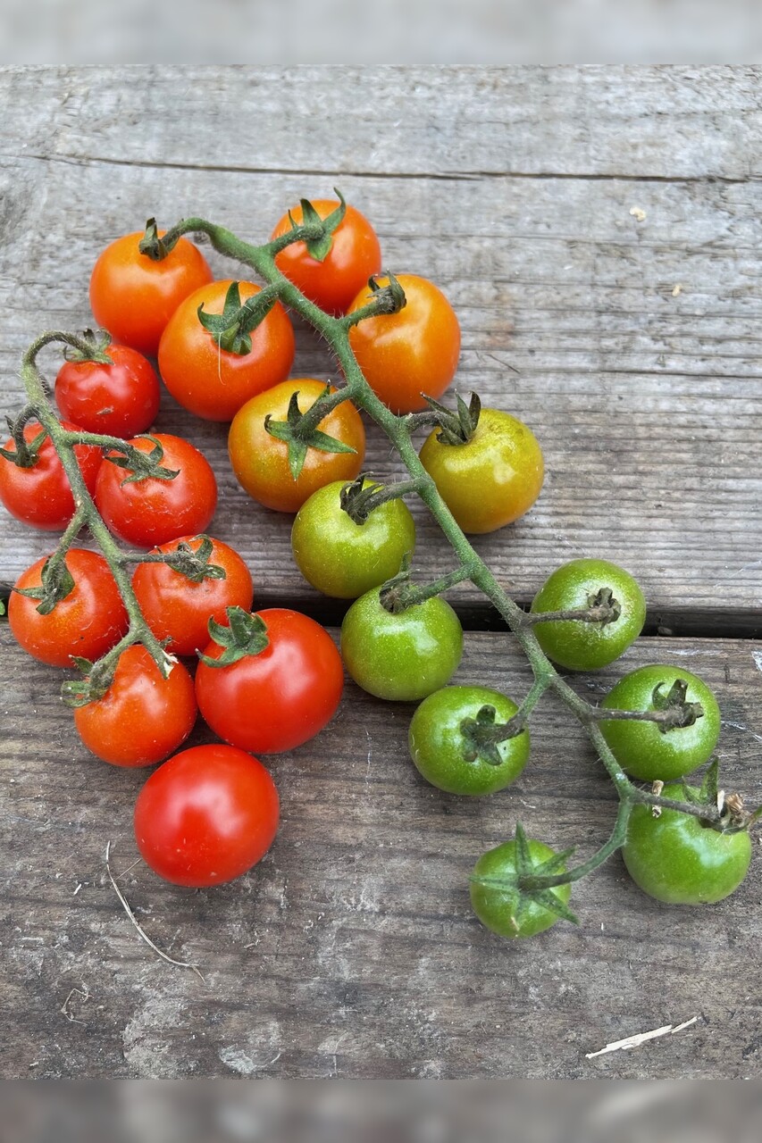 Anzucht-Set "Cherrytomaten" [samenfest]