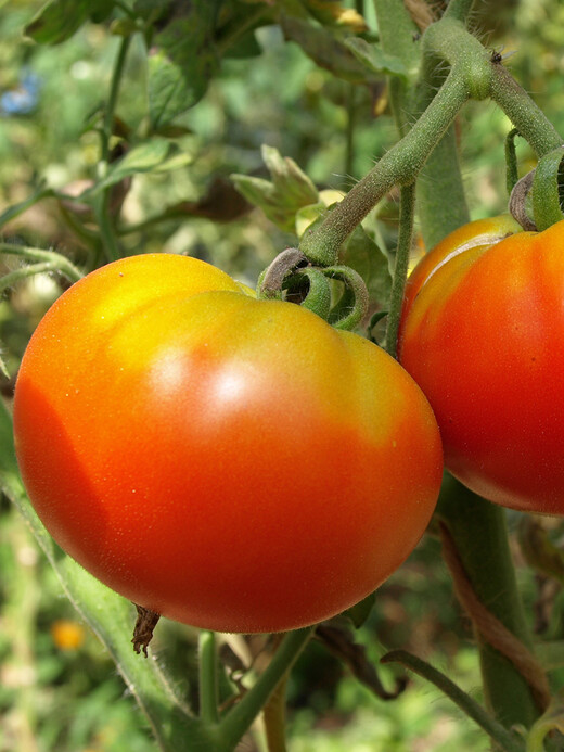 Tomaten-Set "historische Tomatensorten"- 4 BIO-Sorten [samenfest]