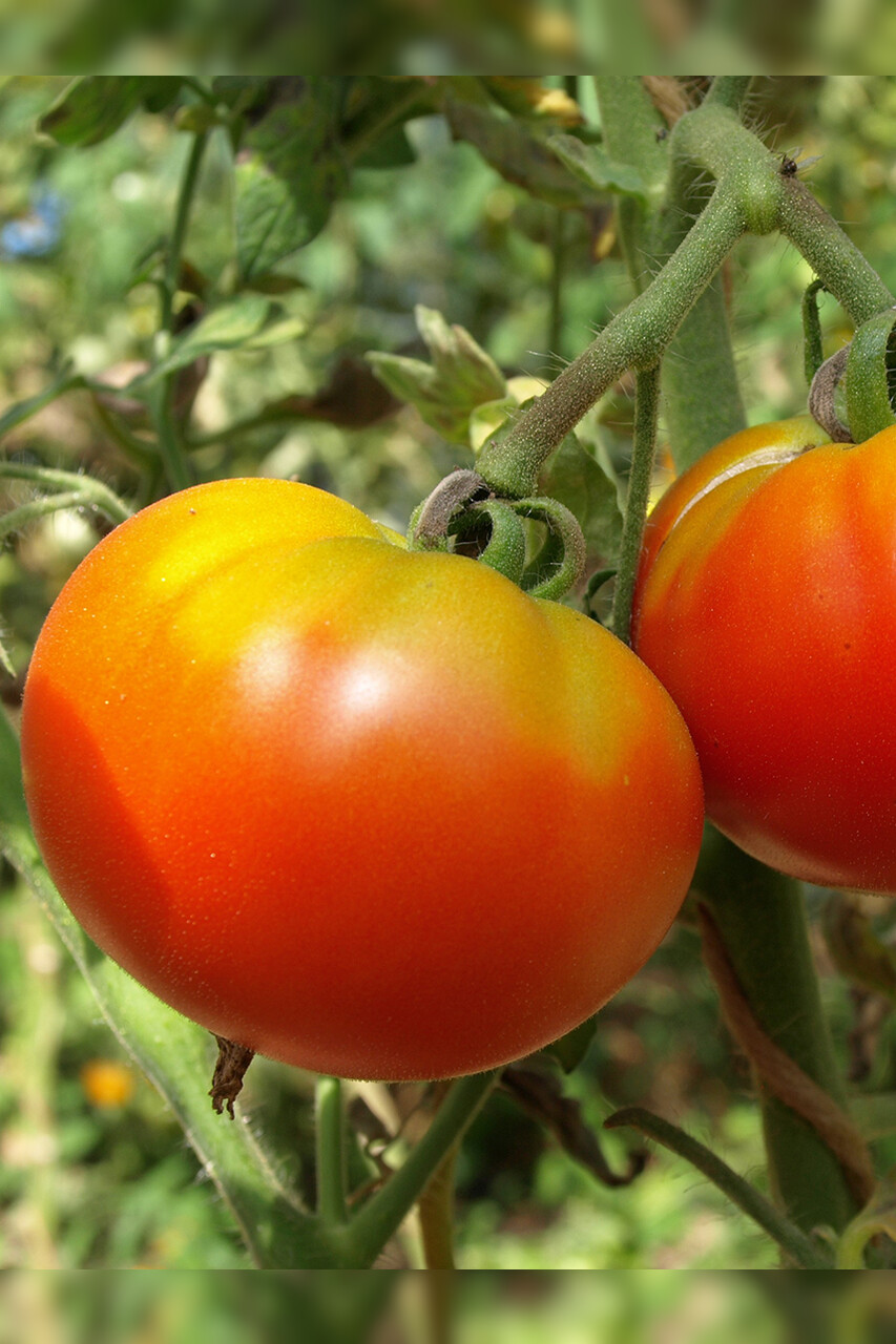 Tomaten-Set "historische Tomatensorten"- 4 BIO-Sorten [samenfest]