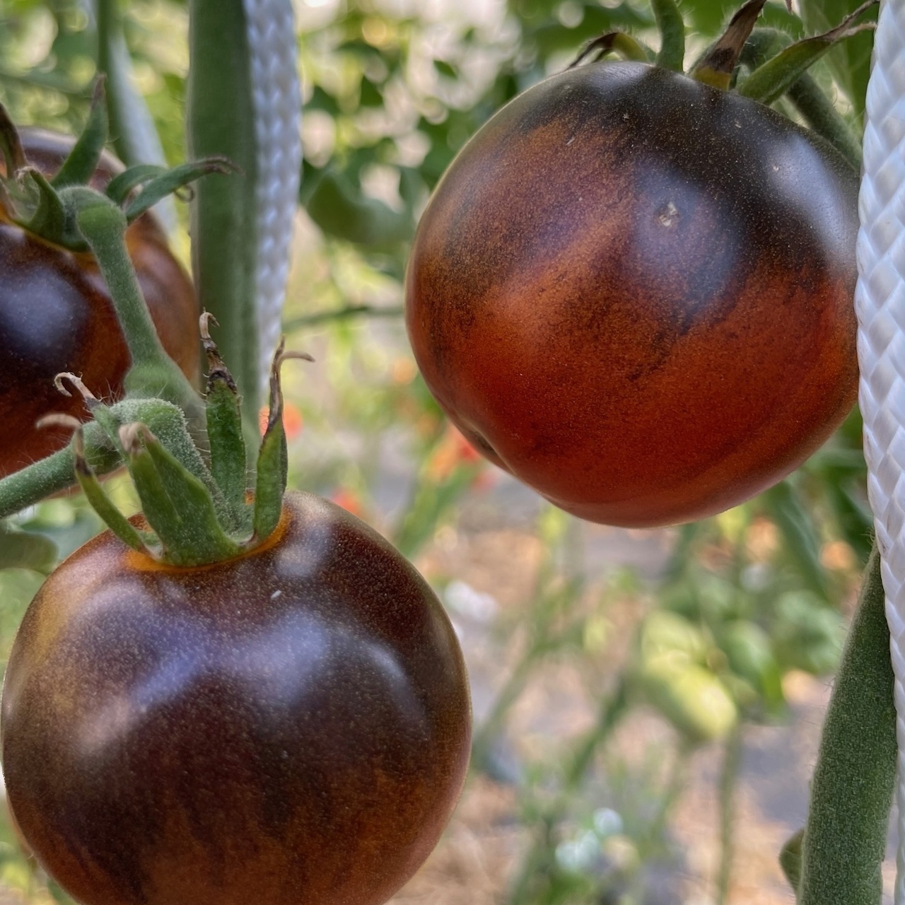 Tomate "Blaue Ananas" - BIO-Tomatensorte [samenfest]