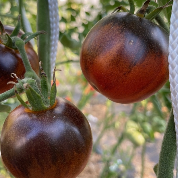 Tomate "Blaue Ananas" - BIO-Tomatensorte [samenfest]