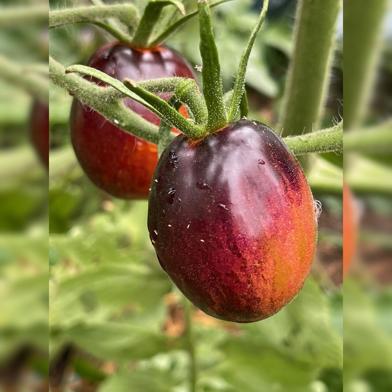 Tomate „Purple Dragon“ - BIO-Tomatensorte [samenfest]