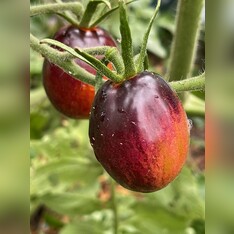 Tomate „Purple Dragon“ - BIO-Tomatensorte [samenfest]