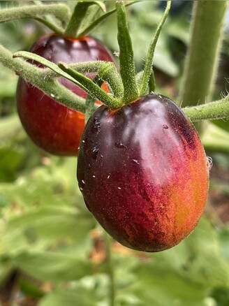 Tomate „Purple Dragon“ - BIO-Tomatensorte [samenfest]