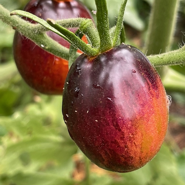 Tomate „Purple Dragon“ - BIO-Tomatensorte [samenfest]