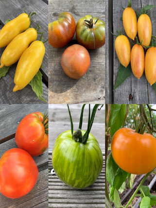 mittleres Tomaten Set - 8 BIO-Tomatensorten [samenfest]